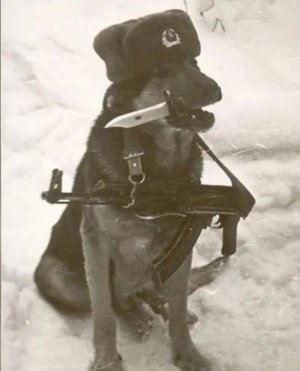 Greek hxp 303 british ammo