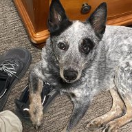 BluecollarGreenthumb