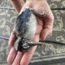 Deadbird80